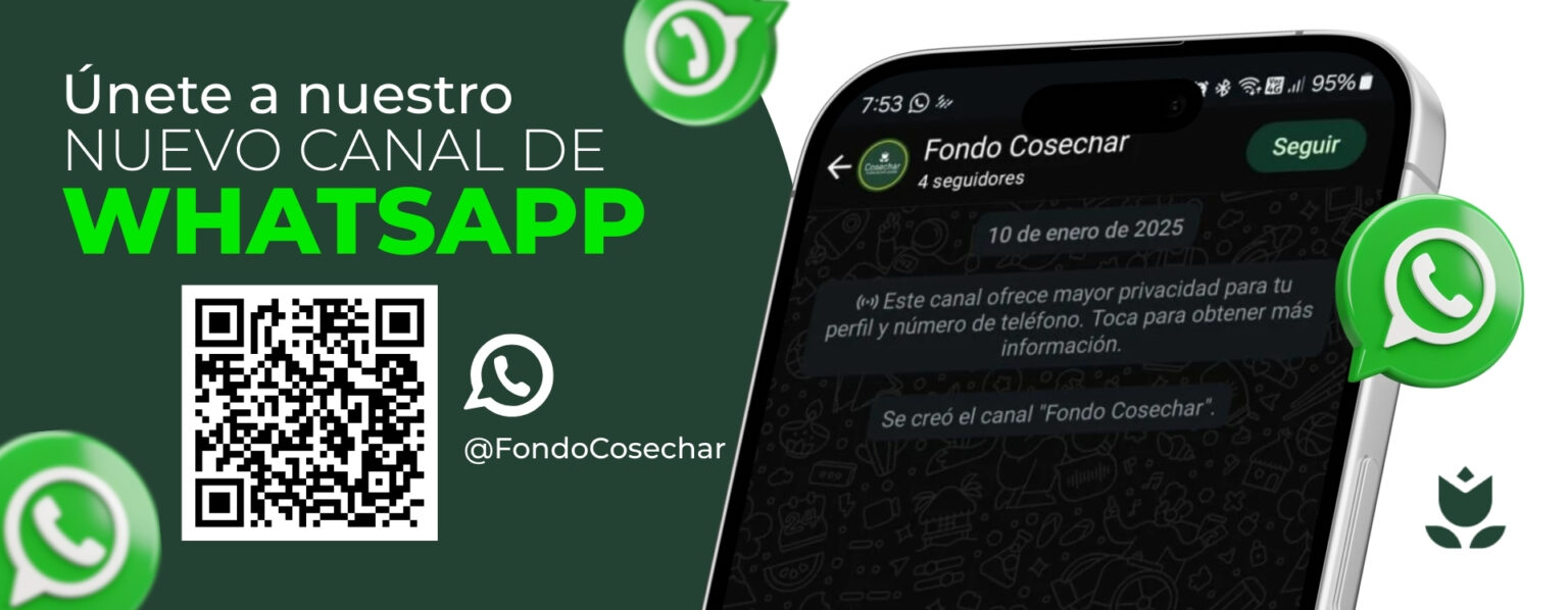 Canal Whatsapp